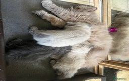 Persian cats for sale: 2 ULTRA AFFECTIONATE COLOURPOINT PERSIAN KITTENS  - Image 21
