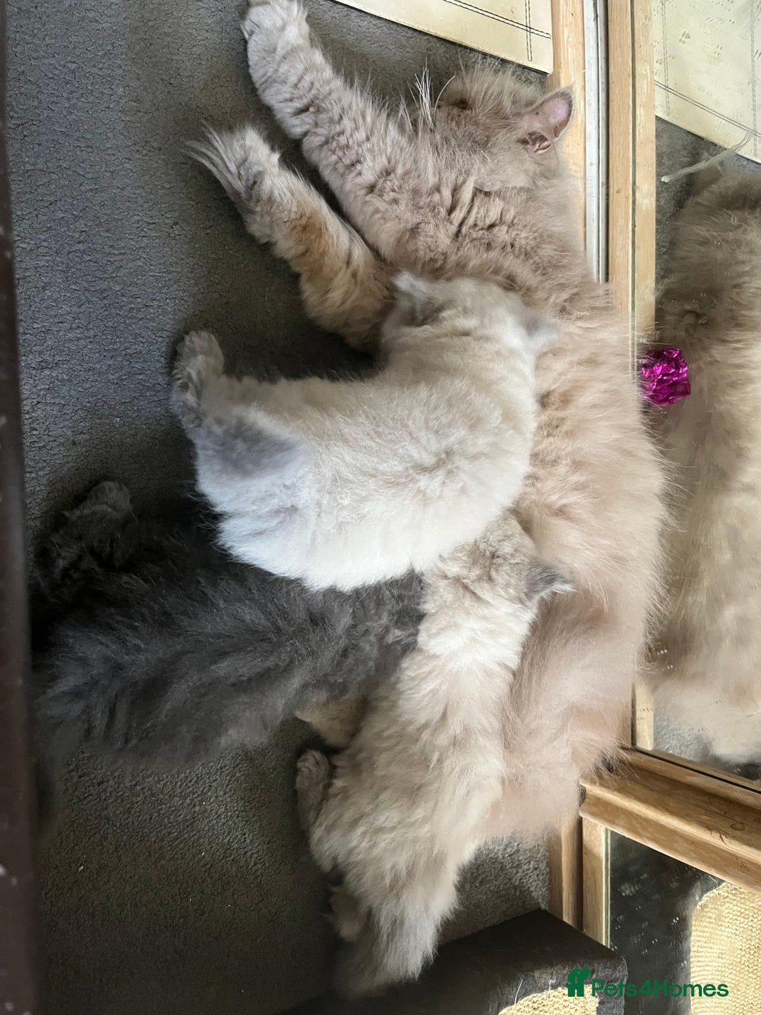 Persian cats for sale: 2 ULTRA AFFECTIONATE COLOURPOINT PERSIAN KITTENS  - Image 21
