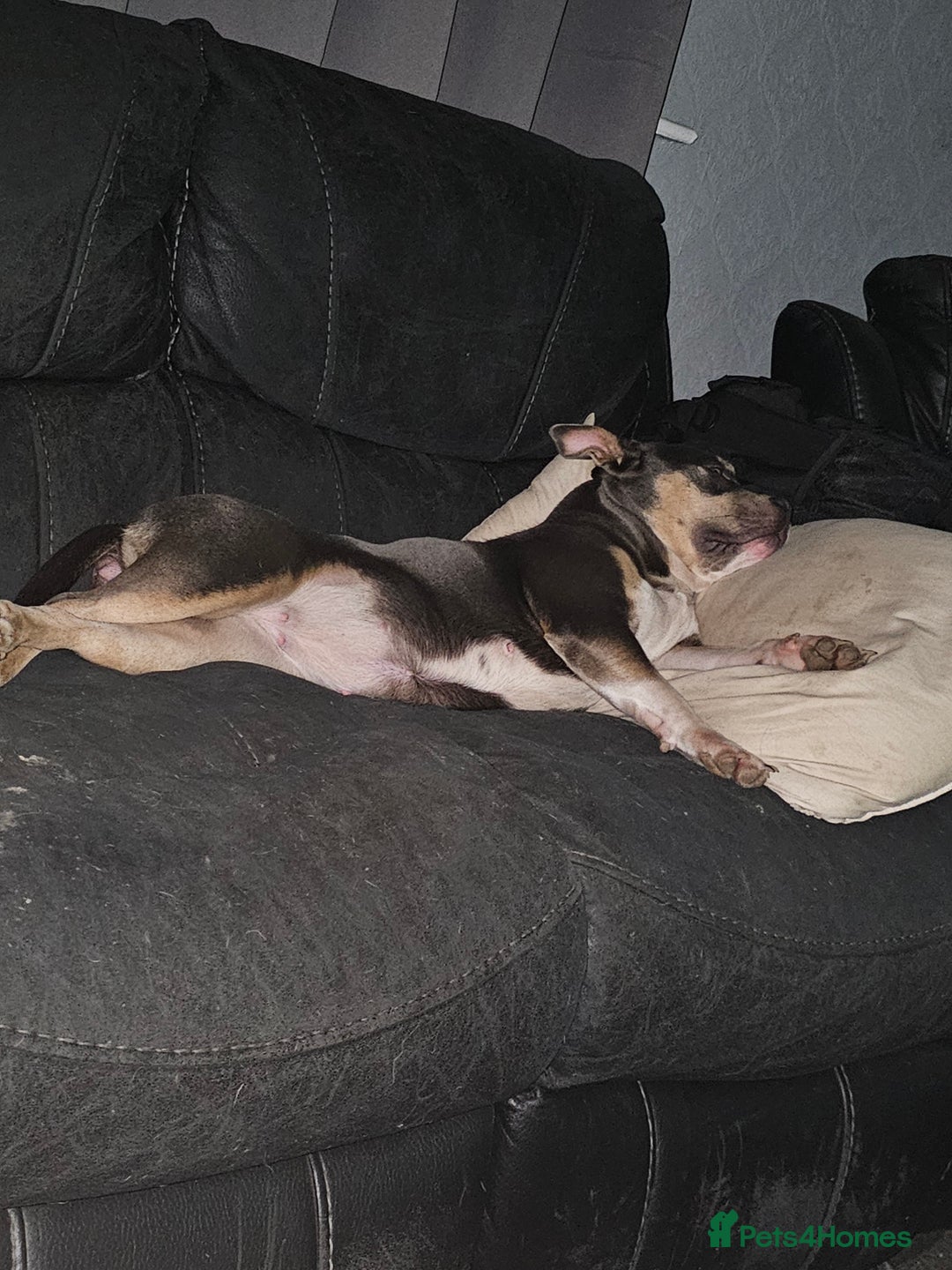 Mixed Breed dogs for sale: A*home only - Advert 1