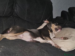 Mixed Breed dogs A*home only - Advert 1