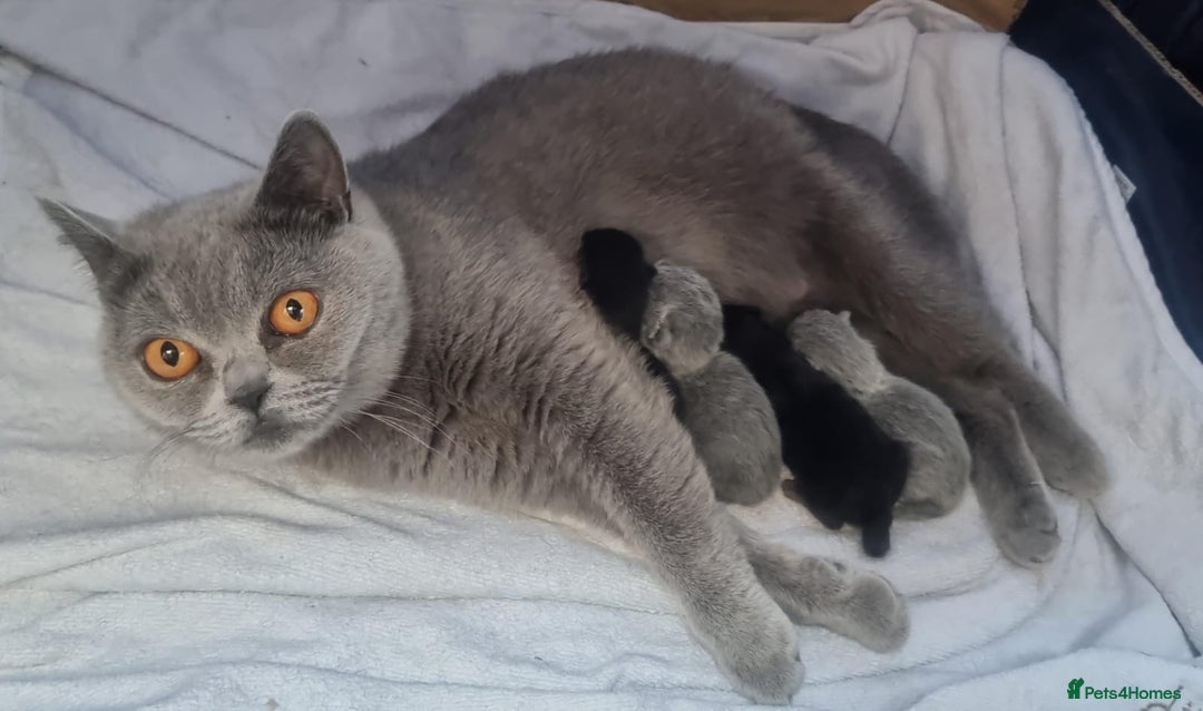 British Shorthair cats for sale: Beautiful BSH kittens in West London - Image 6