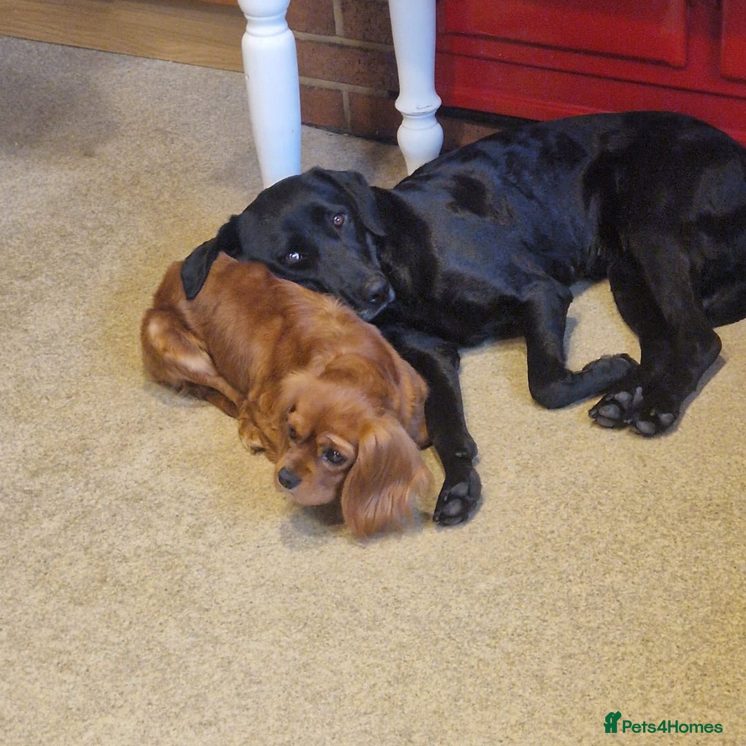 Cavalier King Charles Spaniel dogs for sale: Stunning DNA Clear Cavaliers - Advert 8