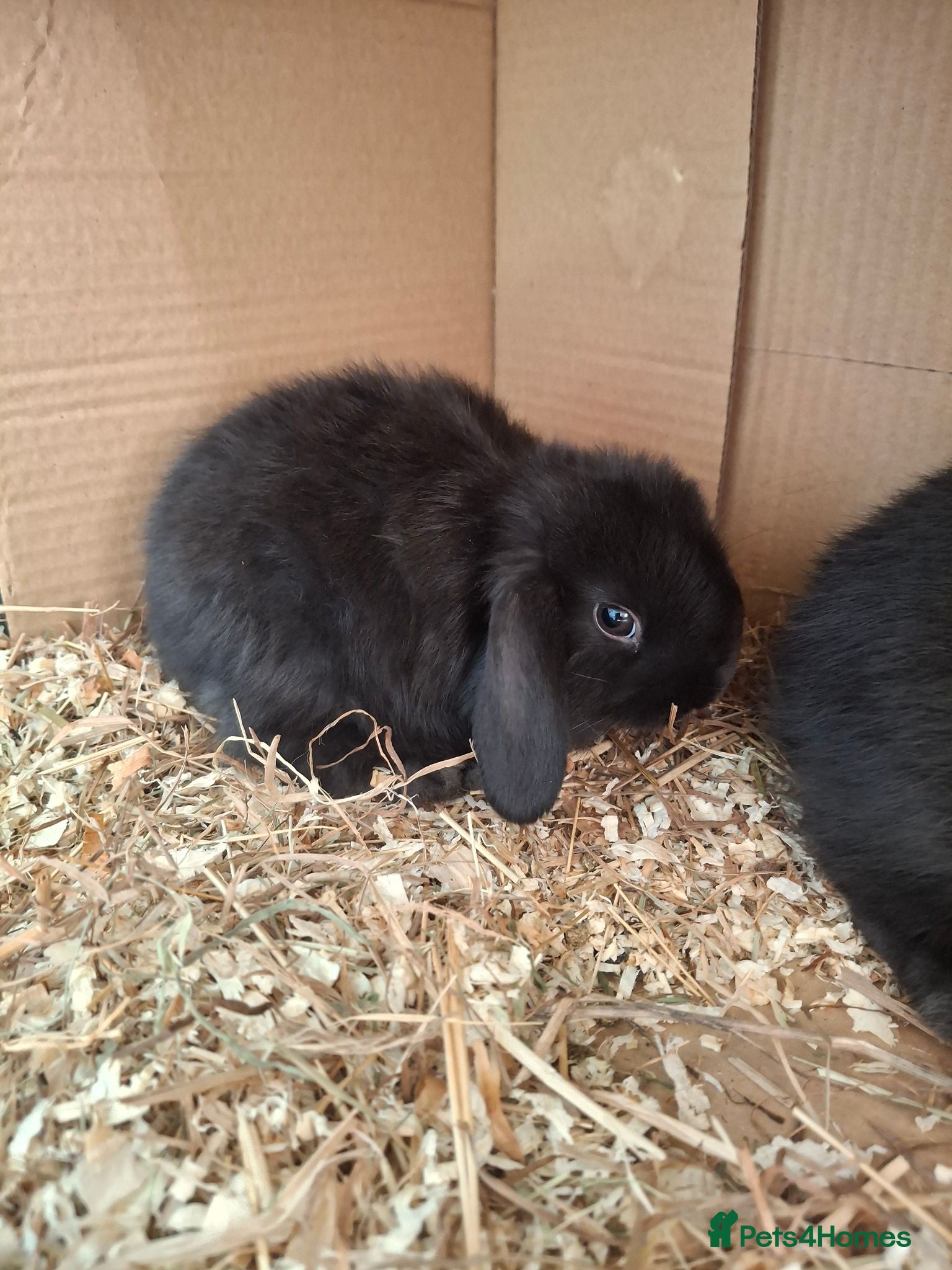 Mini Lop rabbits Stunning mini lops - Advert 1