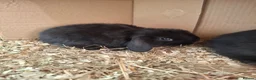 Mini Lop rabbits for sale: Stunning mini lops - Advert 1
