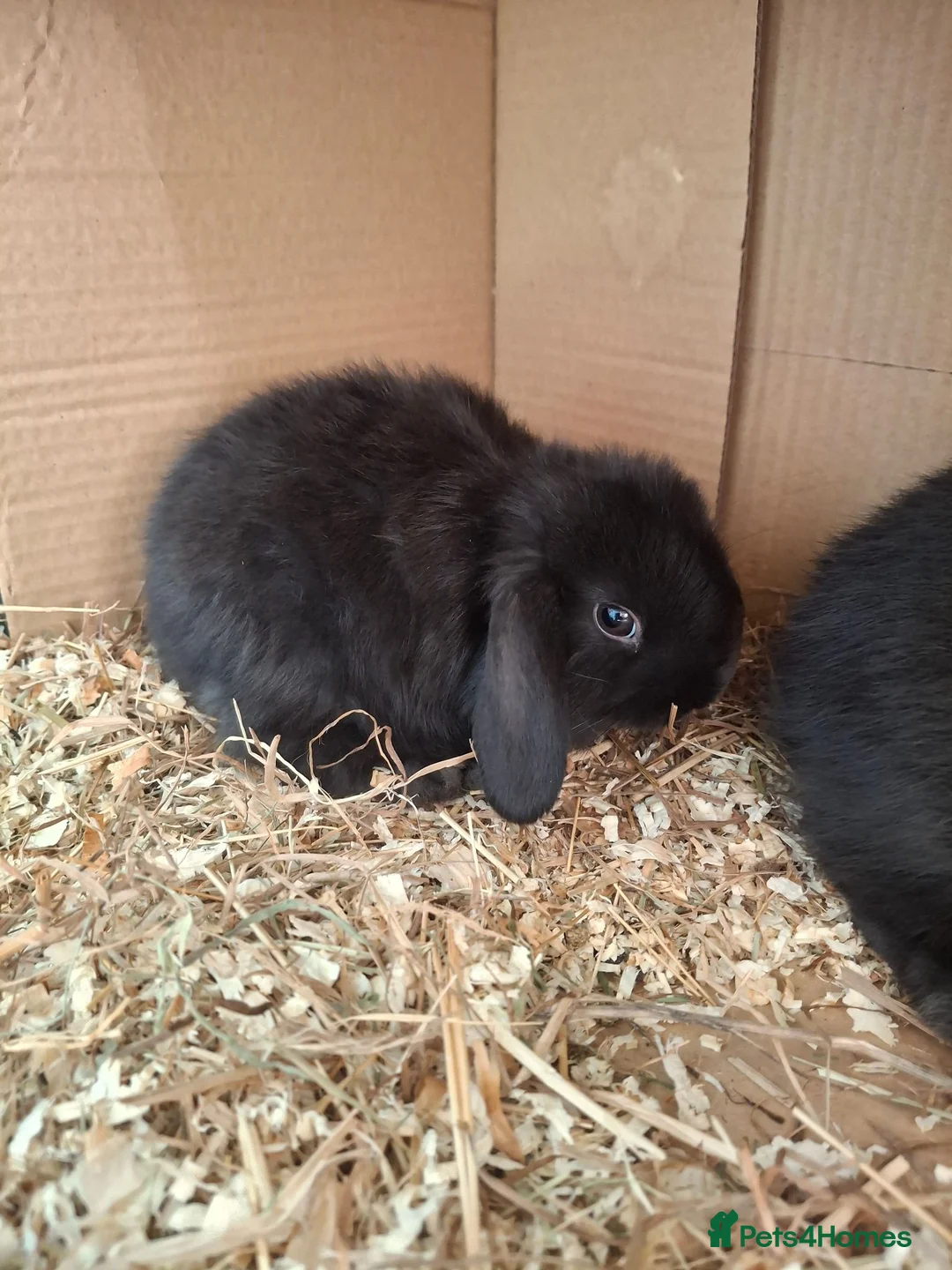 Mini Lop rabbits for sale: Stunning mini lops - Advert 1