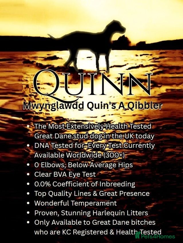 Great Dane dogs Stunning Proven Extensively Health Tested KC Stud - Advert 3