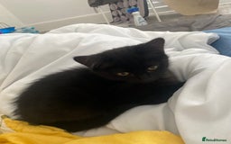 Himalayan cats for sale: Gorgeous Last kitten Girl 🩷 found home ‼️‼️ - Image 15