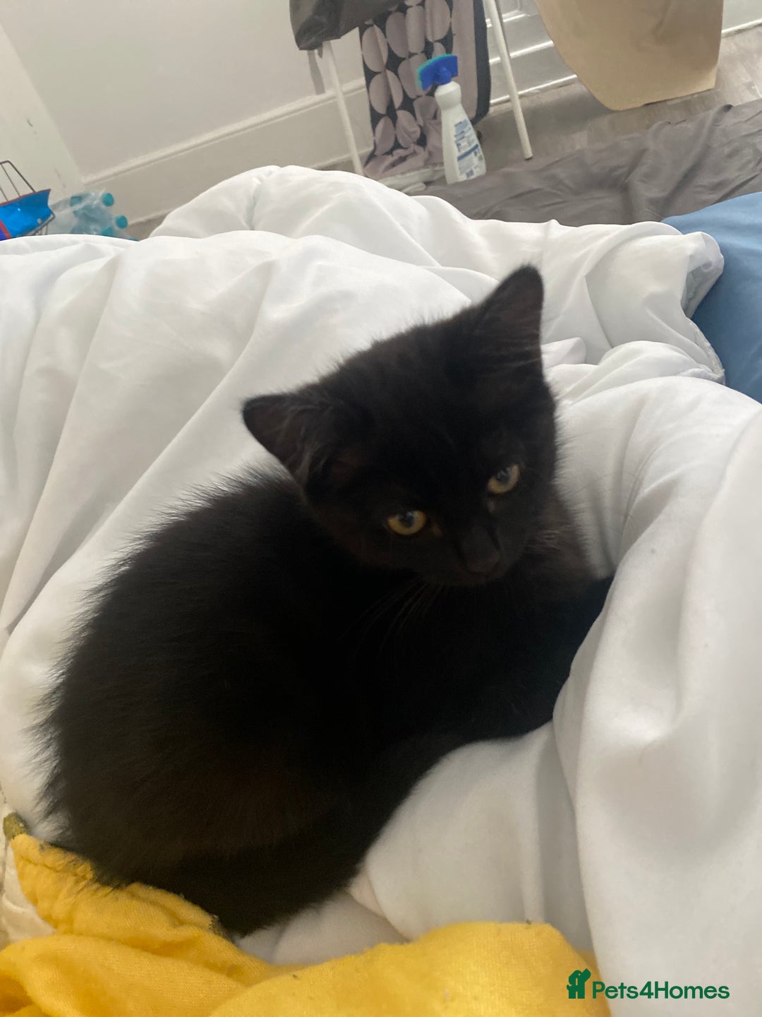 Himalayan cats for sale: Gorgeous Last kitten Girl 🩷 found home ‼️‼️ - Image 15