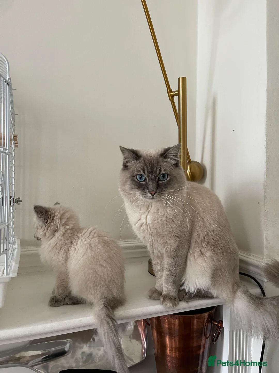 Ragdoll cats for stud: STUNNING PURE RAGDOLL - Advert 7
