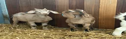 Goats livestock for sale: Stunning Nubian x Boer female  - Advert 2