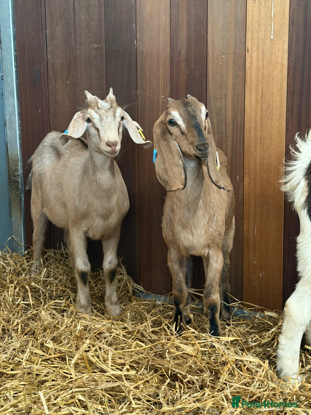 Goats livestock for sale: Stunning Nubian x Boer female  - Advert 2
