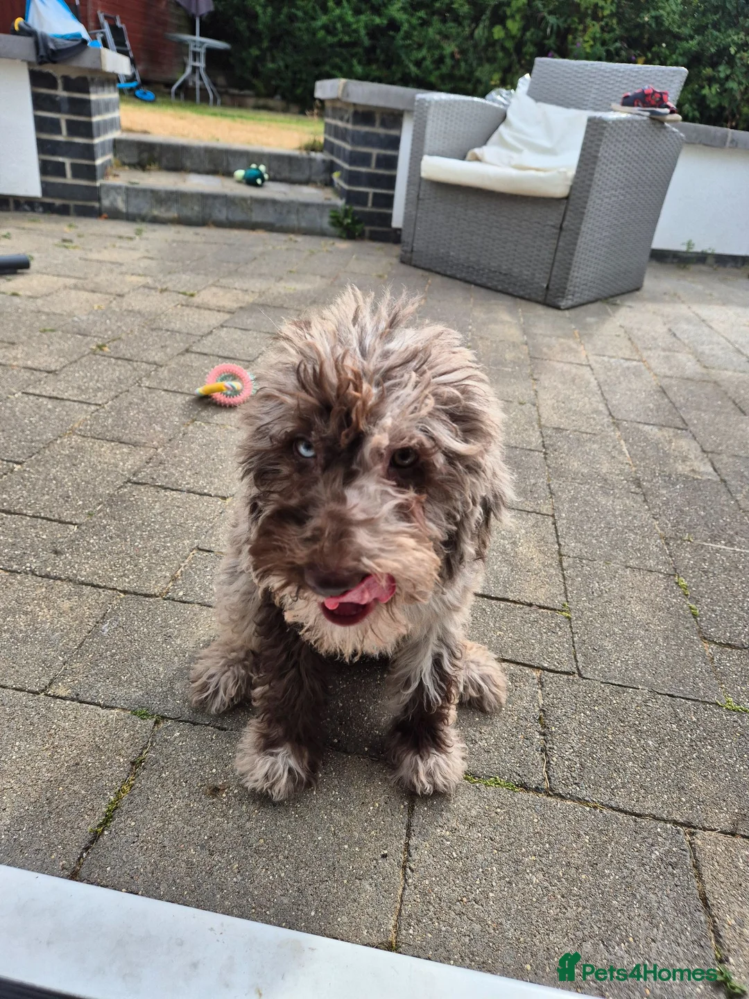 Australian Labradoodle dogs for sale: Australian Labradoodle medium/large - Advert 5
