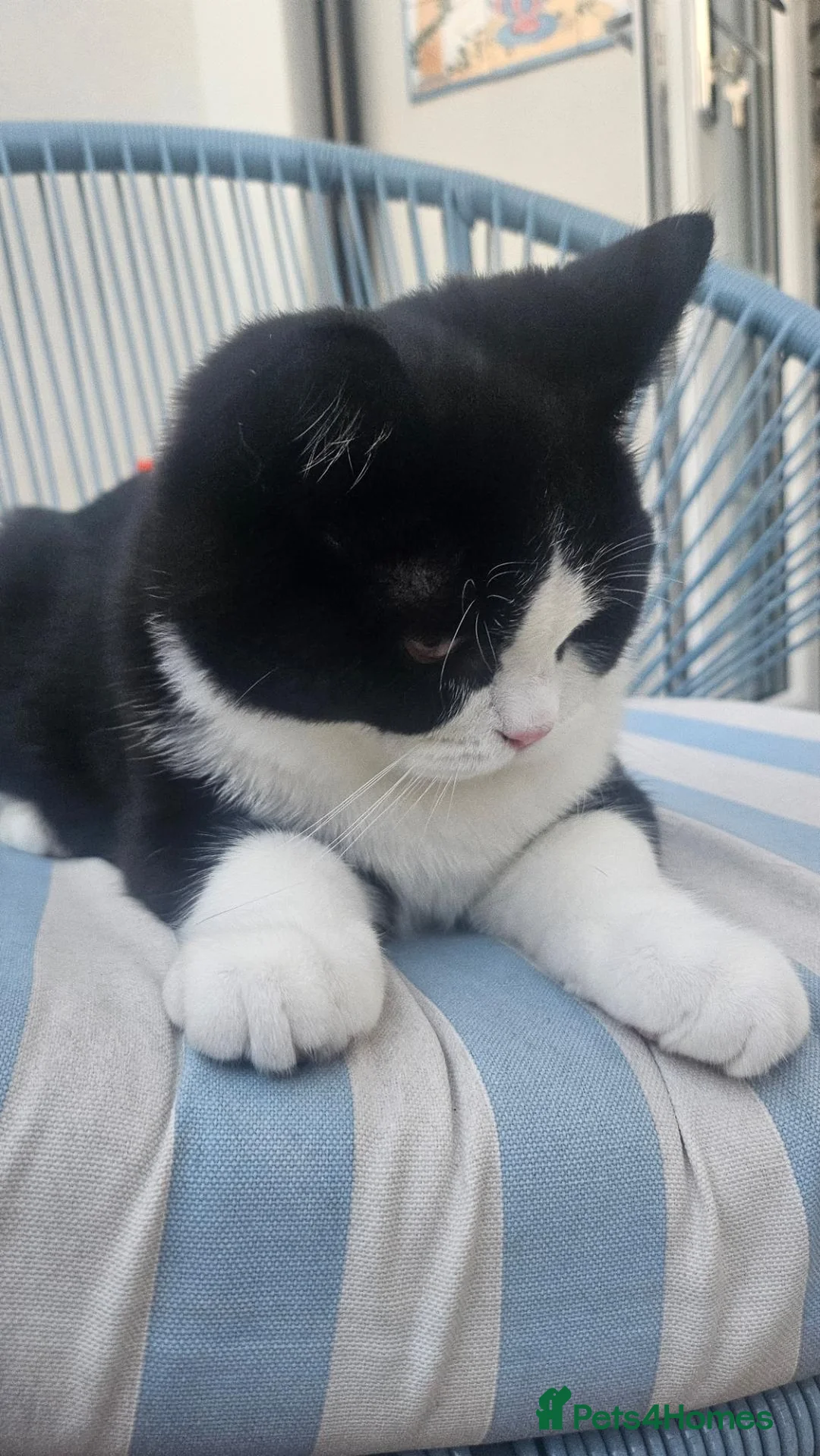 British Shorthair cats for sale: Pedigree BSH/Selkirk  2 boys Tica reg. in Preston - Advert 2