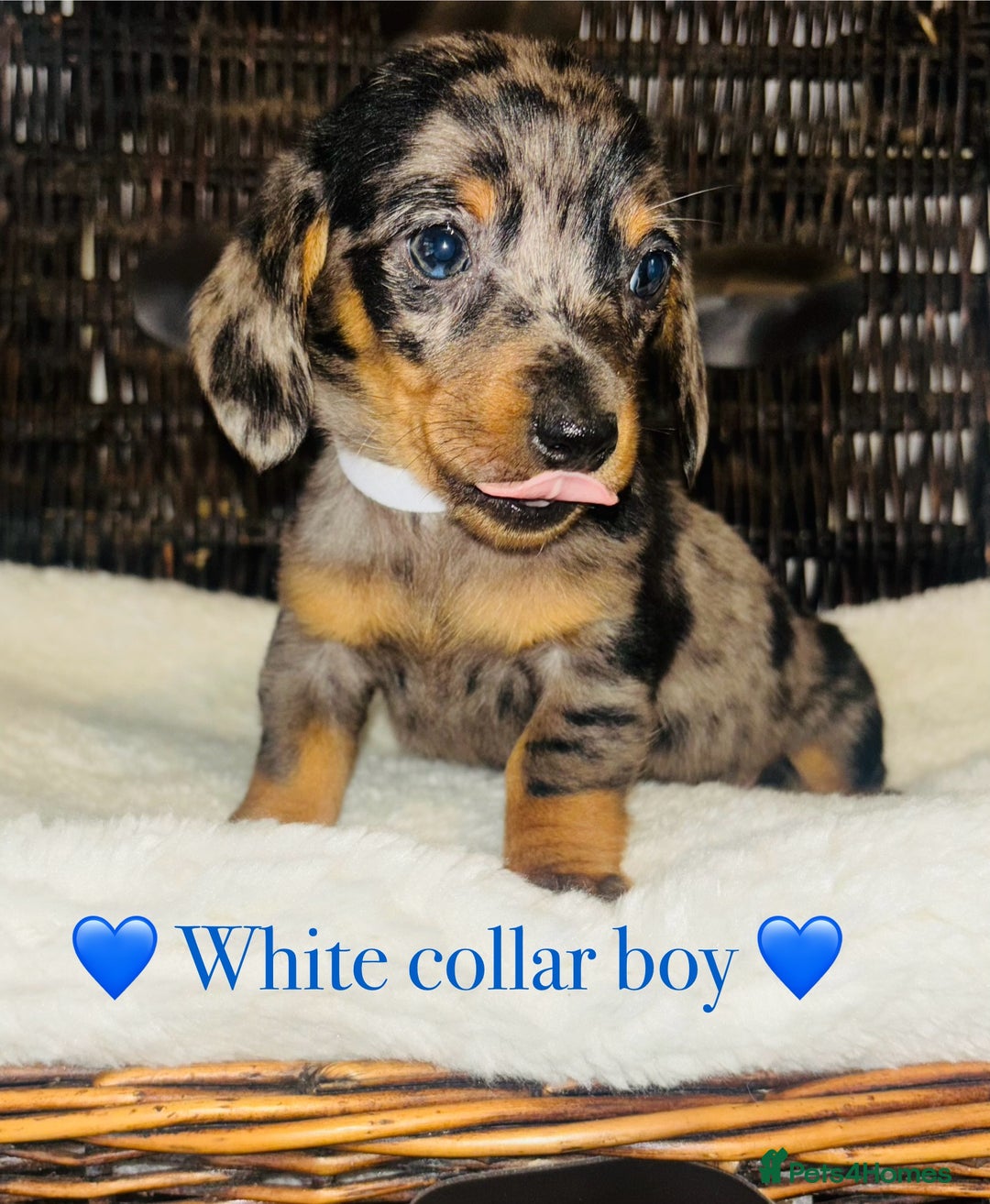 Miniature Dachshund dogs for sale: 🐶 Stunning Miniature Daschund Puppies 🐶 - Image 9