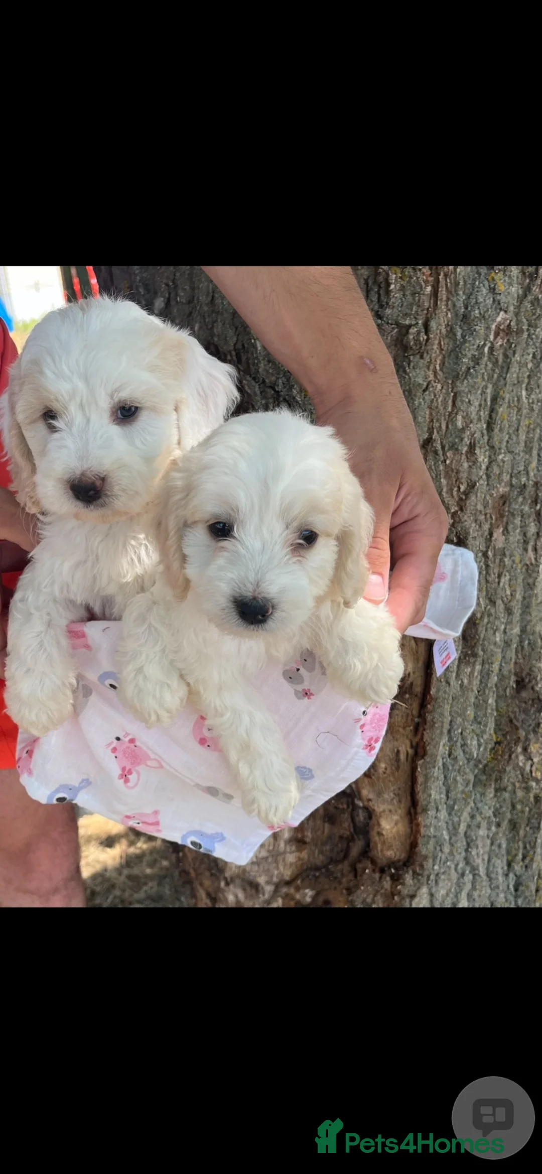 Cockapoo dogs for sale: adorable cockapoo puppies - Advert 2