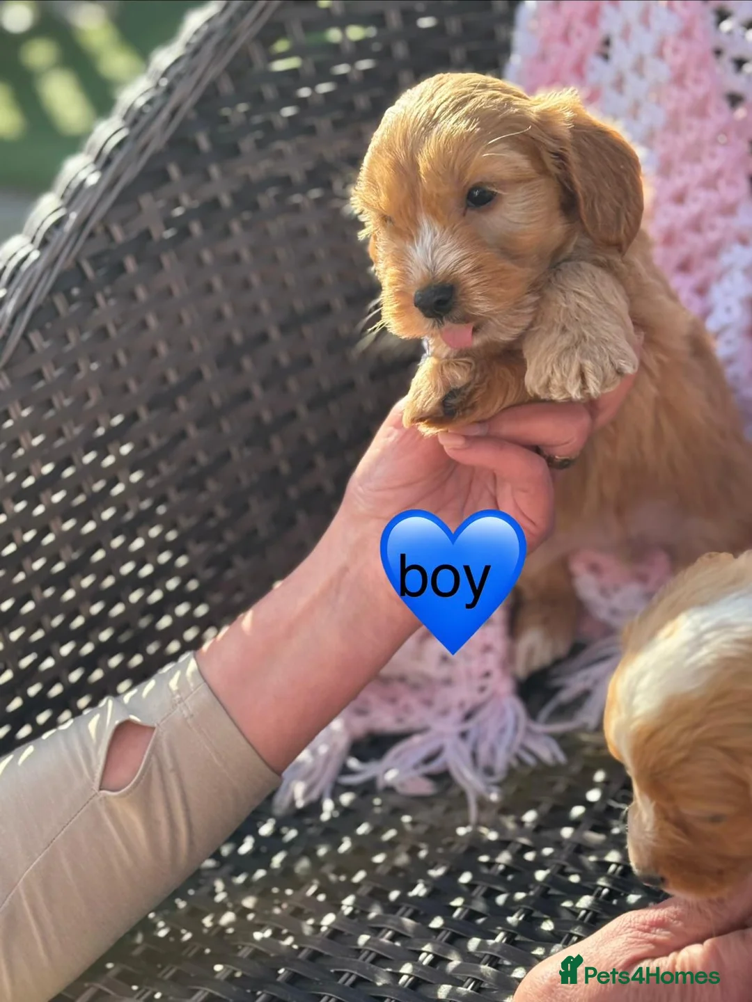 Cockapoo dogs for sale: Cockapoo puppies  in Slough - Advert 3