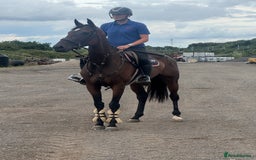 English Thoroughbred horses for sale: Fifty shades of Bay - What a horse  - Image 5