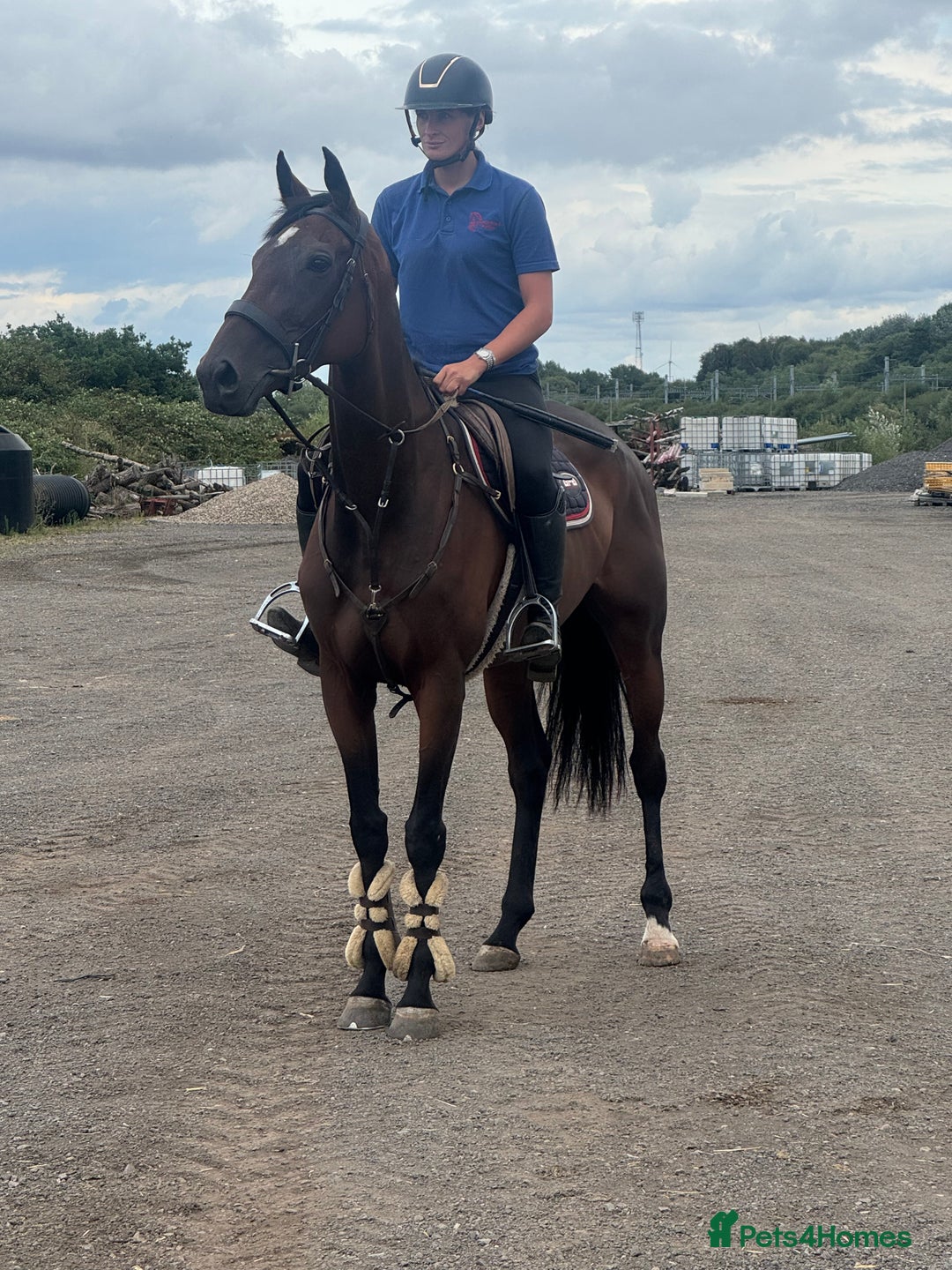 English Thoroughbred horses for sale: Fifty shades of Bay - What a horse  - Image 5