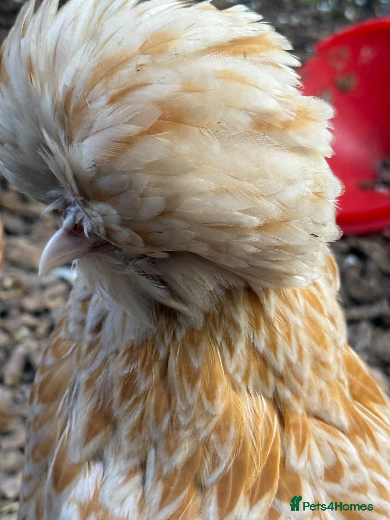 Chickens poultry Breeding set of POL chamois Polish & frizzle roo - Advert 9