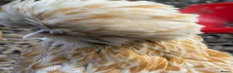 Chickens poultry for sale: Breeding set of POL chamois Polish & frizzle roo - Advert 1
