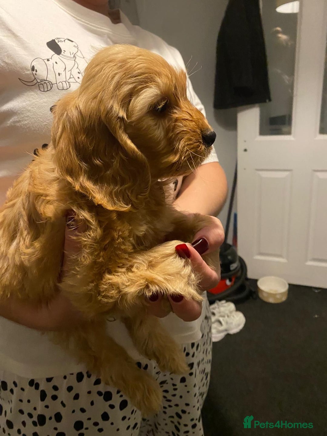 Cockapoo dogs for sale: ADORABLE COCKAPOO PUPPIES  - Advert 9