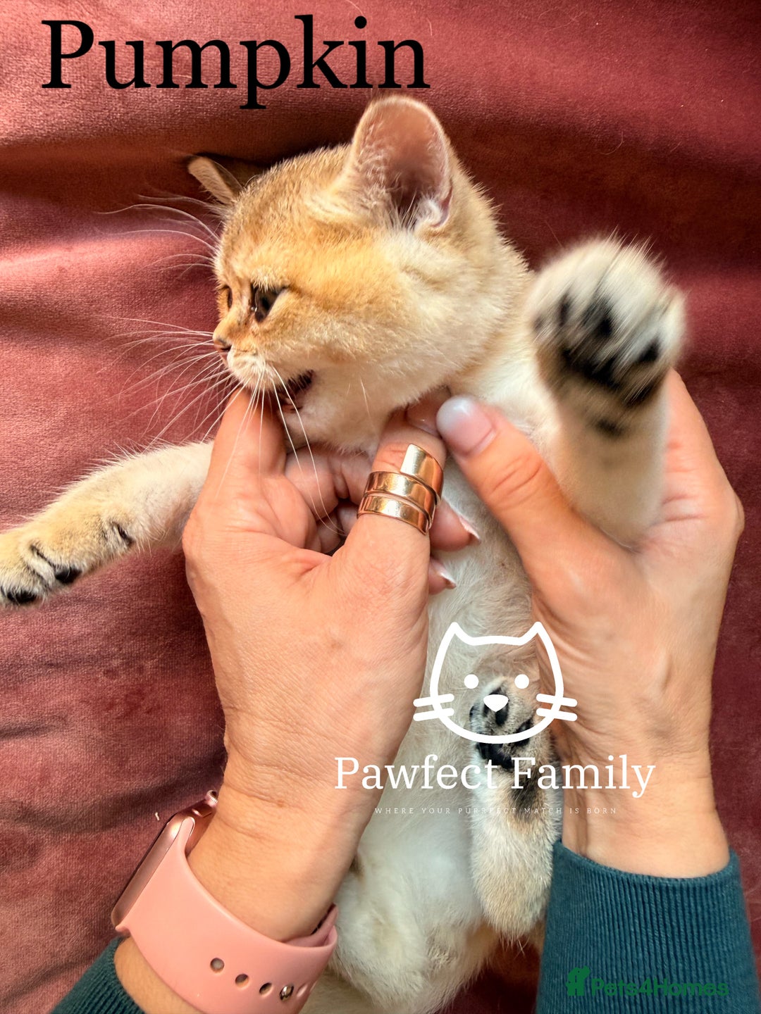 British Shorthair cats for sale: Superb pedigree show quality kittens - Image 14