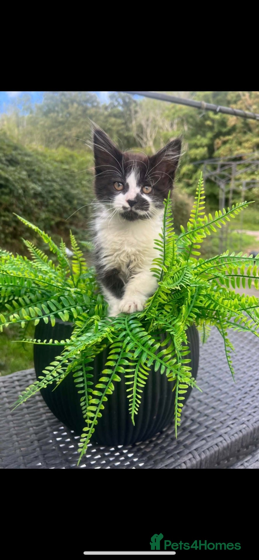Mixed Breed cats Beautiful Maine Coon X kittens  - Advert 2