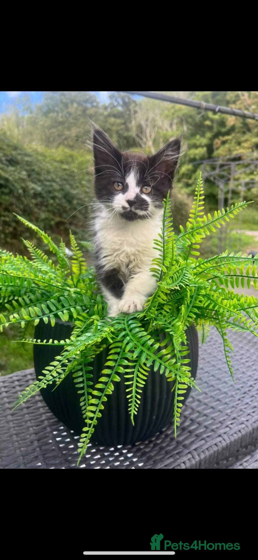 Mixed Breed cats for sale: Beautiful Maine Coon X kittens  - Advert 1