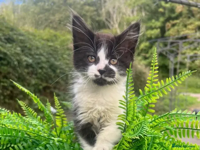 Mixed Breed cats Beautiful Maine Coon X kittens - Advert 18