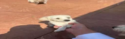 Bichon Frise dogs for sale: 5 bichons frise for sale - Advert 11