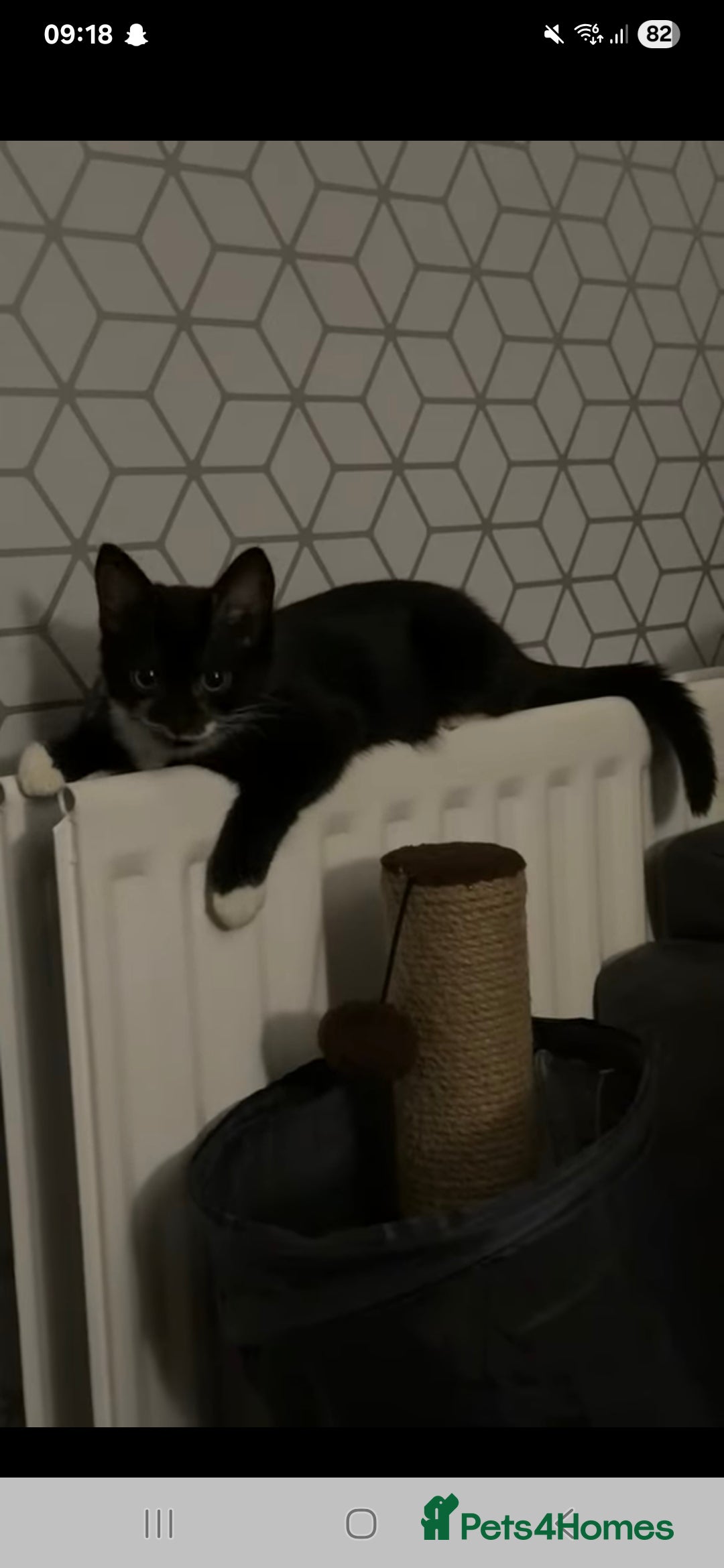 Mixed Breed cats for sale:  **  in cumbria - Advert 1