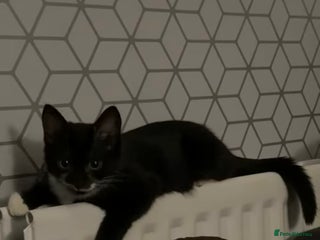 Mixed Breed cats Free to a good home in cumbria - Advert 2