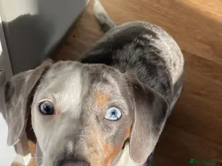 Miniature Dachshund dogs Miniature dachshund - Advert 6