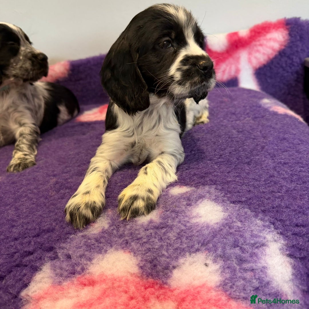Cocker Spaniel dogs for sale: Stunning cocker spaniel pups  - Advert 20