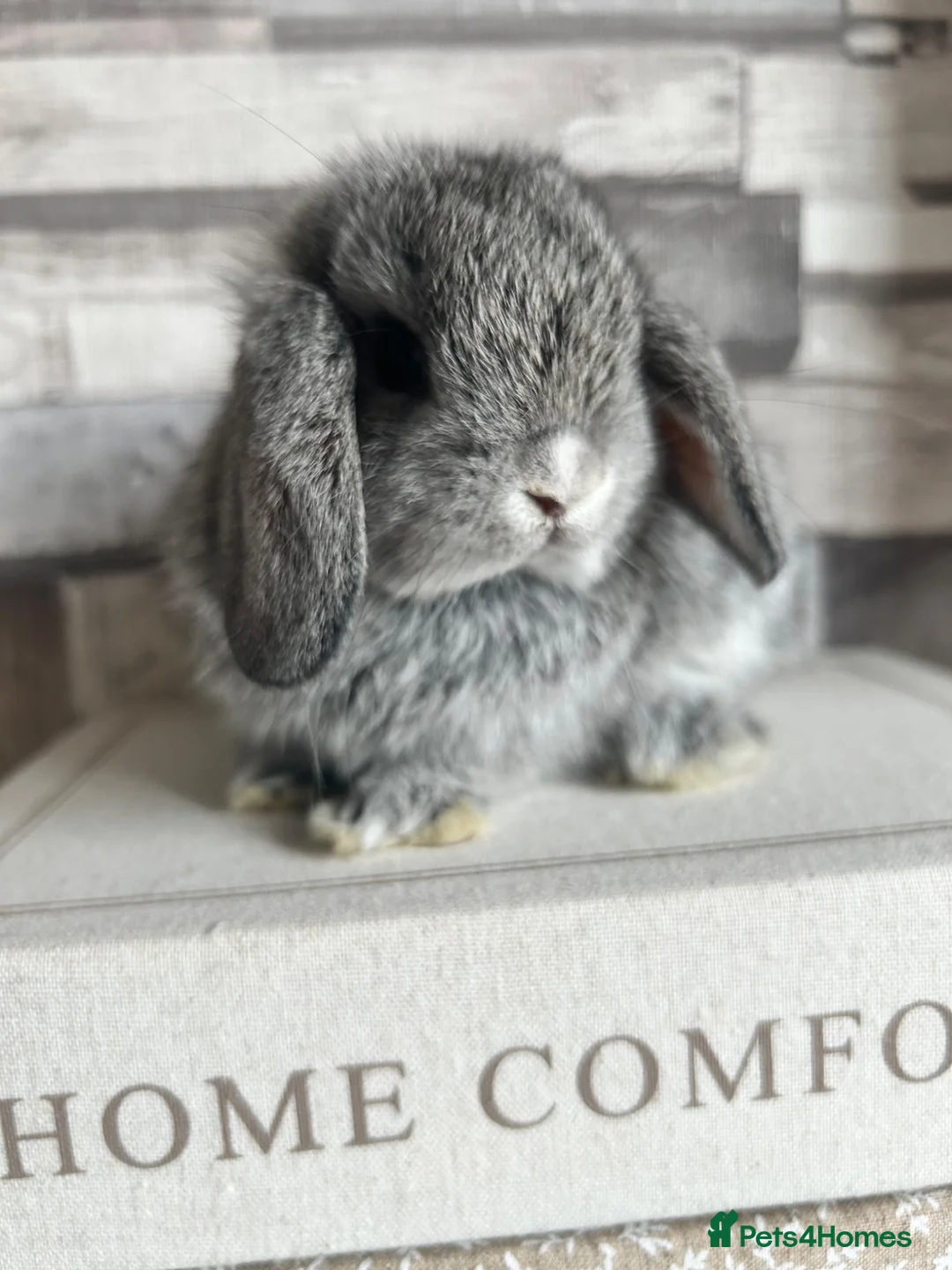 Mini Lop rabbits for sale: 🦋 Mini lop Babys 🦋 - Advert 32