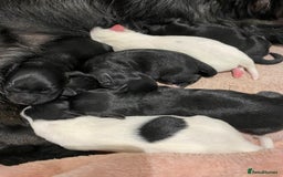 Mixed Breed dogs for sale: Pattapoo puppies  - Image 7
