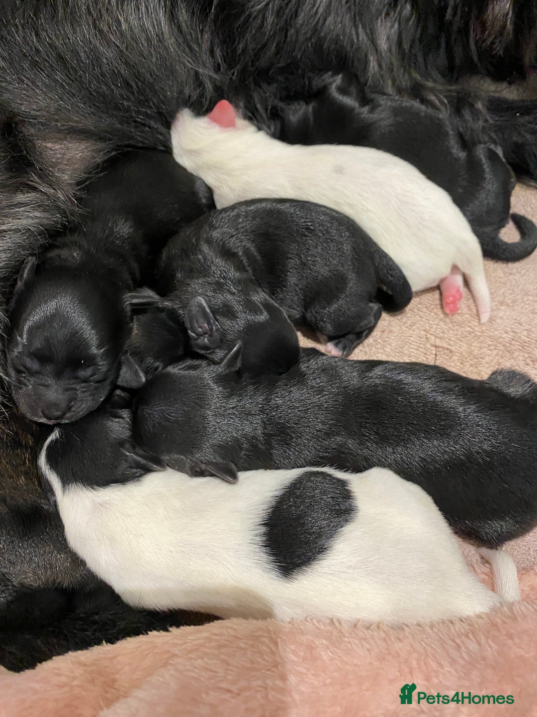 Mixed Breed dogs for sale: Pattapoo puppies  - Image 7
