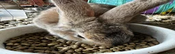 Continental Giant rabbits for sale: Continental Rabbits in Highbridge - Advert 6