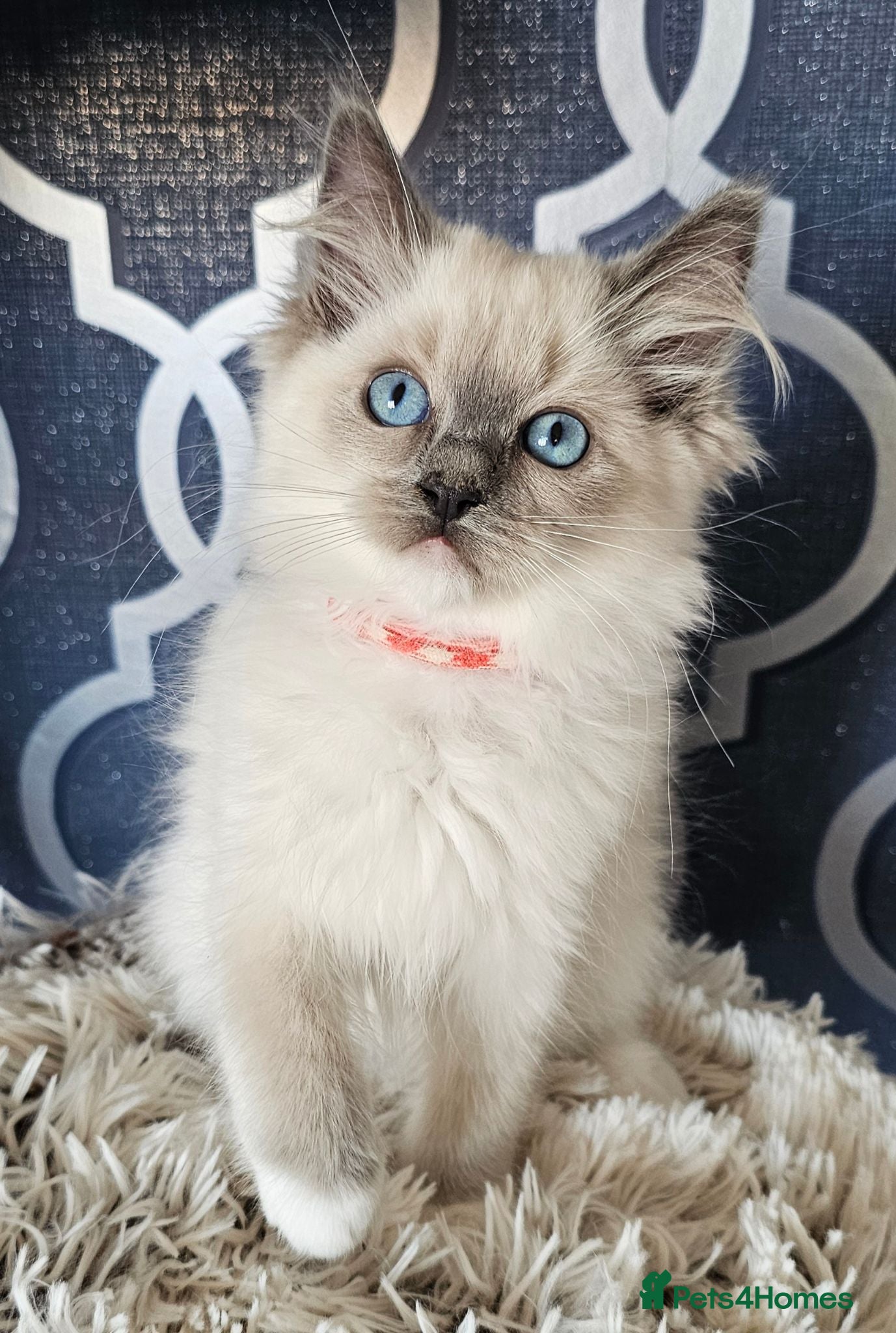 Ragdoll cats Last female available GCCF registered kitten  - Advert 2