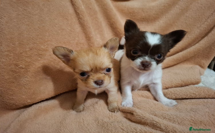 Chihuahua dogs - Advert 4
