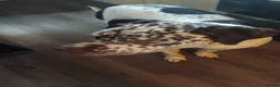 Mixed Breed dogs for sale: Dalmatian cross  - Advert 1