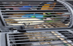 Lovebirds birds for sale: Pair bonded lovebirds - Image 13