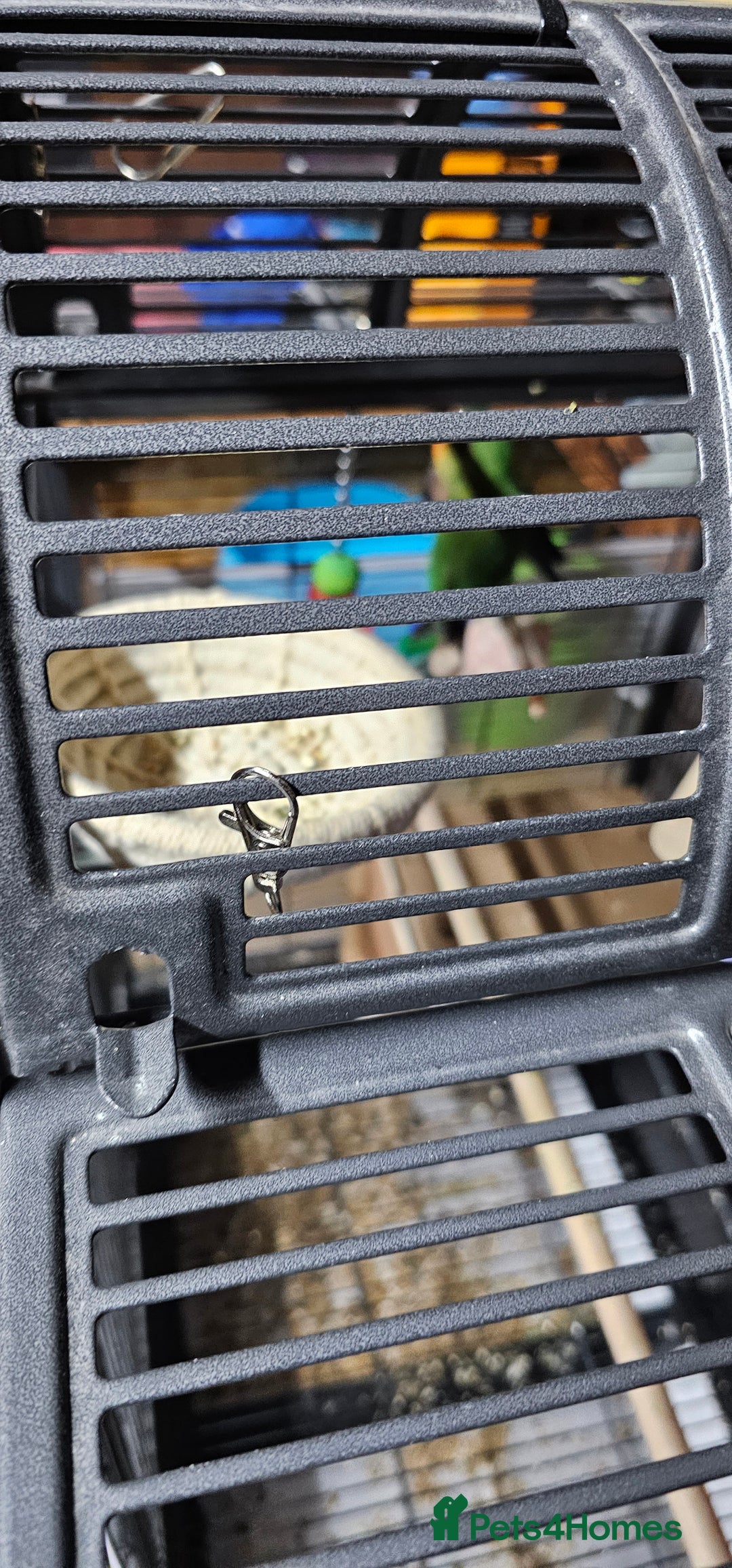 Lovebirds birds for sale: Pair bonded lovebirds - Image 13