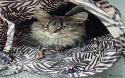 Mixed Breed cats for sale: Beautiful maincoon x bsh - Image 1