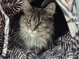 Mixed Breed cats - Advert 20