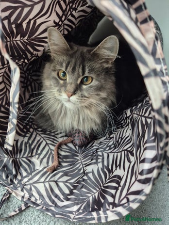 Mixed Breed cats Beautiful maincoon x bsh - Advert 12