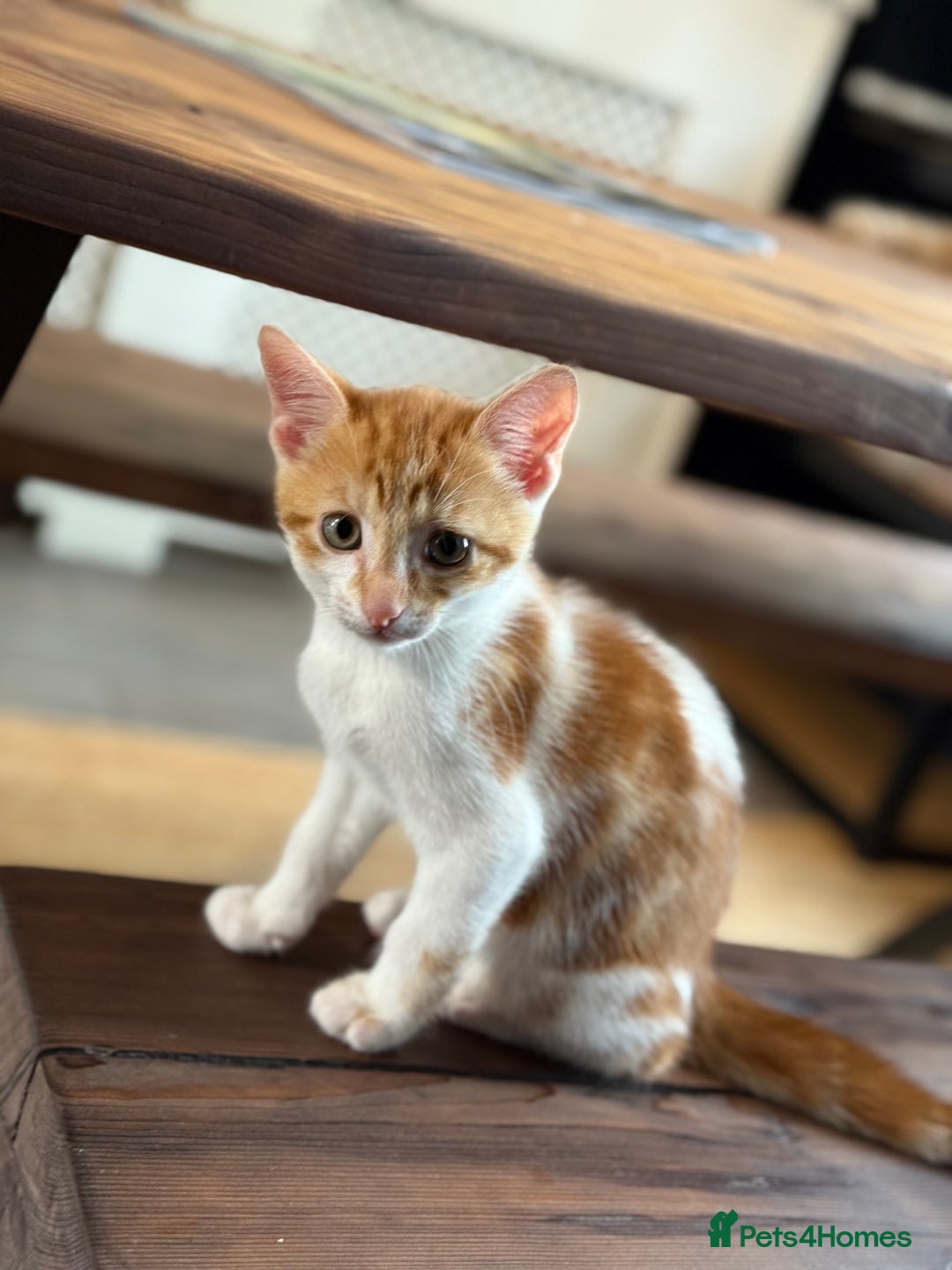 Domestic Shorthair cats for sale: Family-Raised Kittens, Friendly, Playful Ready Now - Image 15
