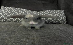 Mini Lop rabbits for sale: Mini lop baby bunnies - Image 4