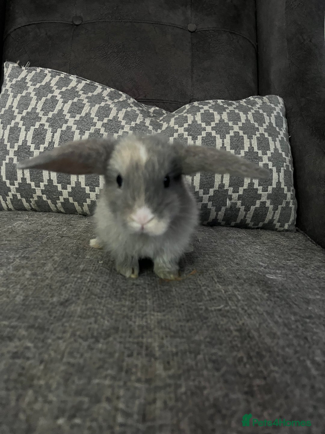 Mini Lop rabbits for sale: Mini lop baby bunnies - Image 4