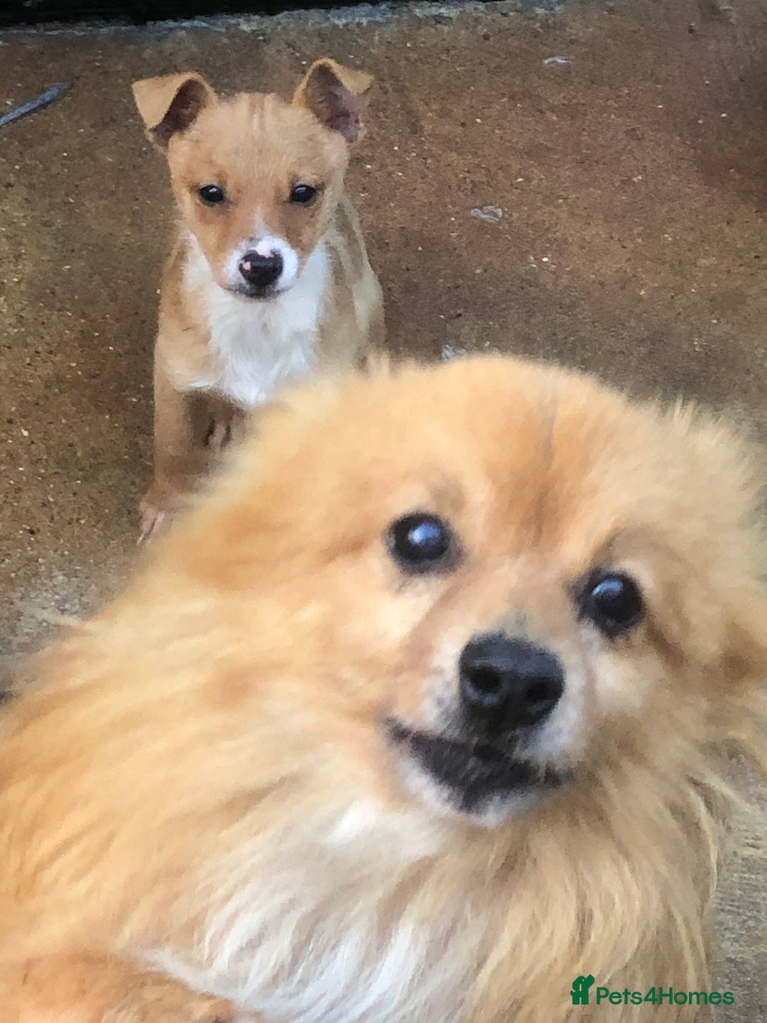 Pomchi dogs for sale: Pomchi - Advert 5